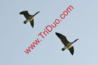 Wild Goose Chase 5k Photo