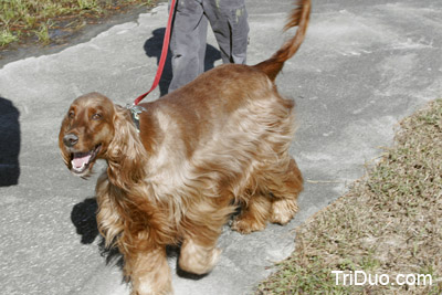 Suzy-n-Susie Dog Walk Photo